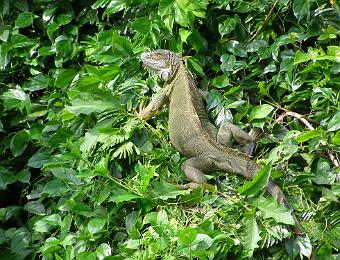 costarica_00980